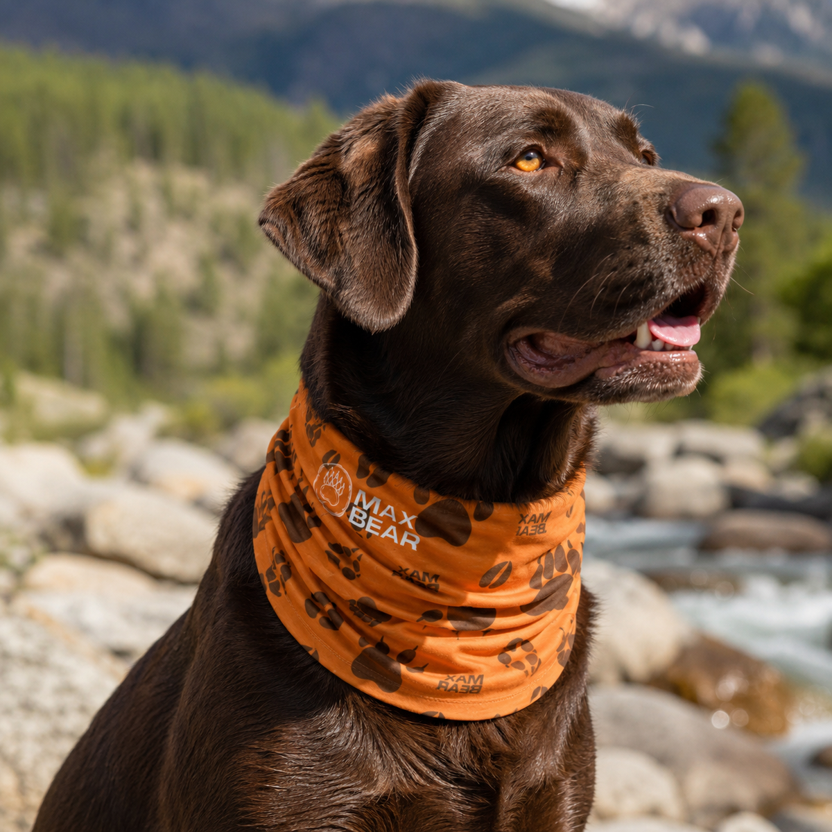 Bandanas Max Bear – Mascotas