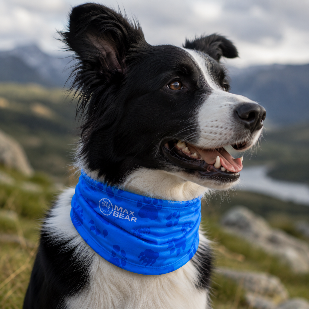 Bandanas Max Bear – Mascotas